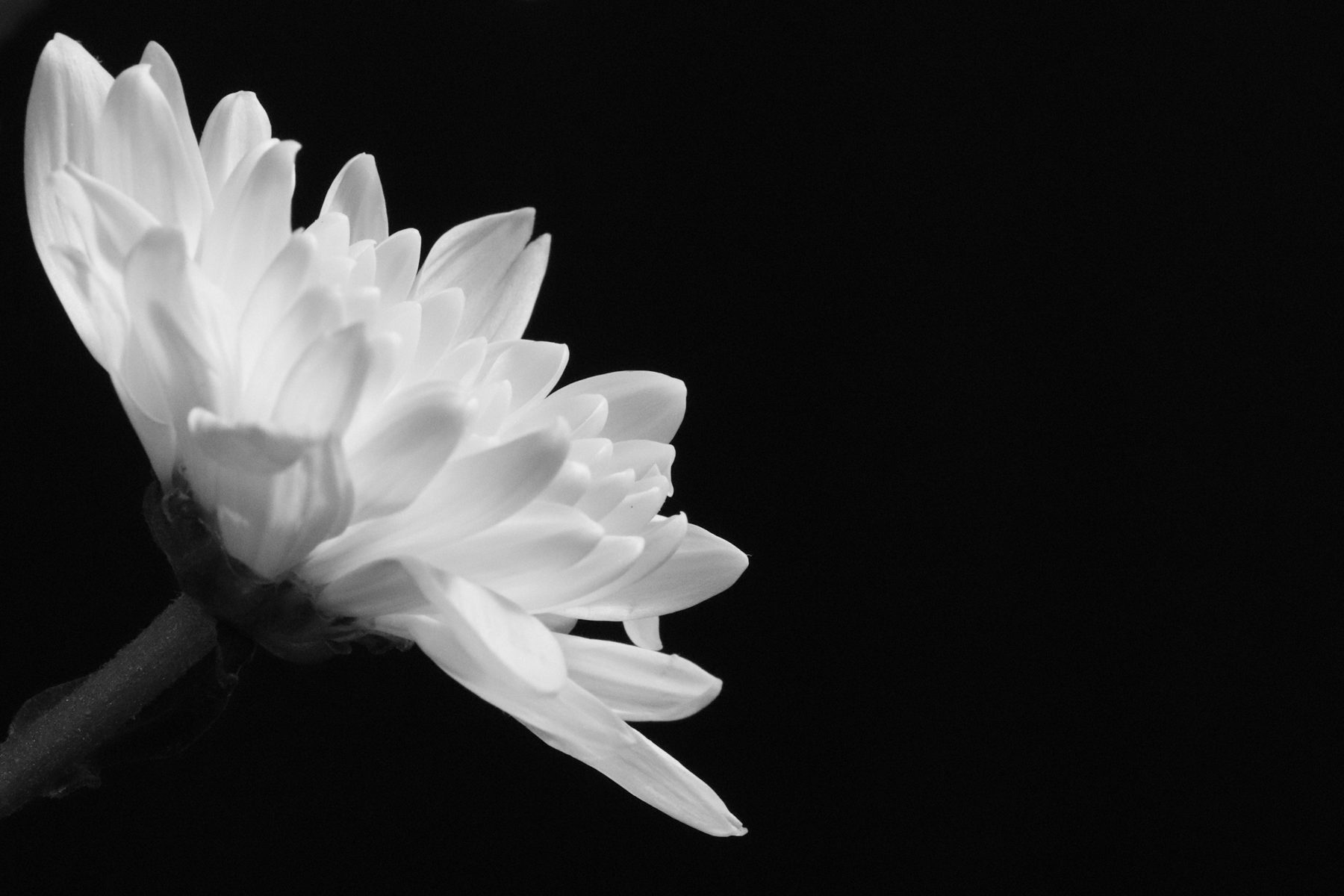 Close study of a white flower